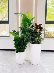 优质海曙绿植出租设计，营造舒适环境